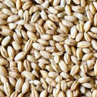 Barley Hulled Organic