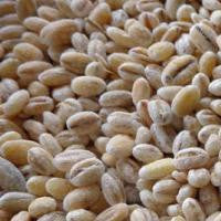 Barley Pearled Organic