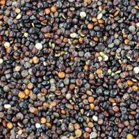 Quinoa Black Organic